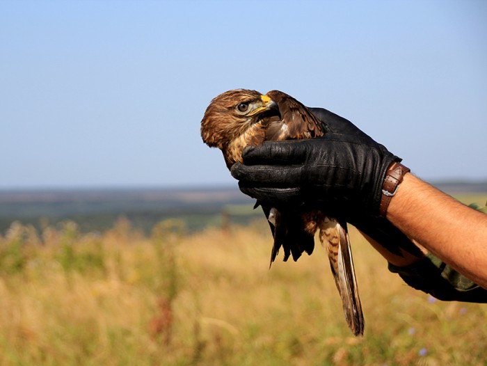 В День знаний Национальный парк «Самарская Лука» выпустил на волю трех хищных птиц